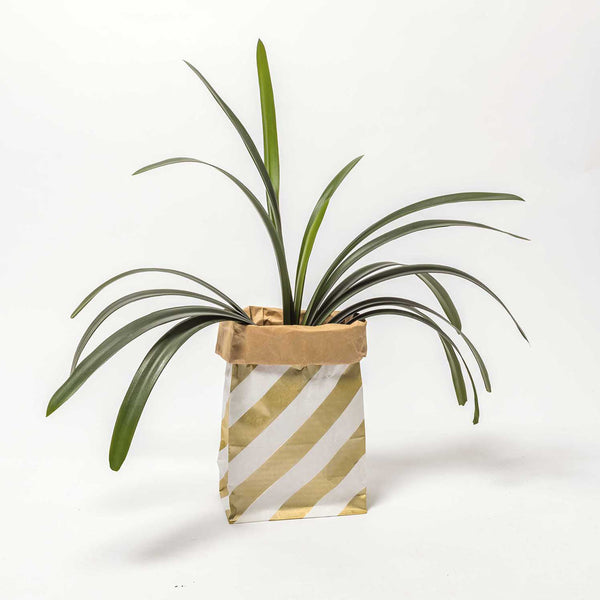 Sac en papier Fond plat or et blanc - medium